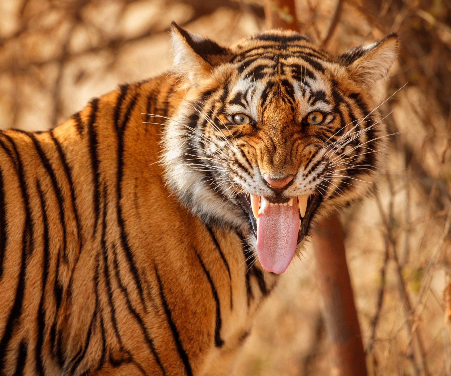 Індія: тигр у парку Рантхамбор