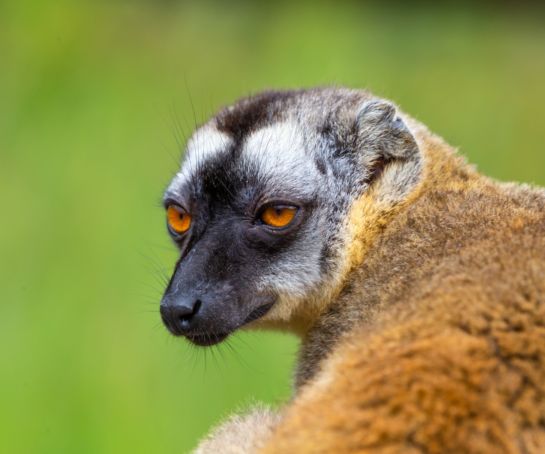 Мадагаскар: лемур