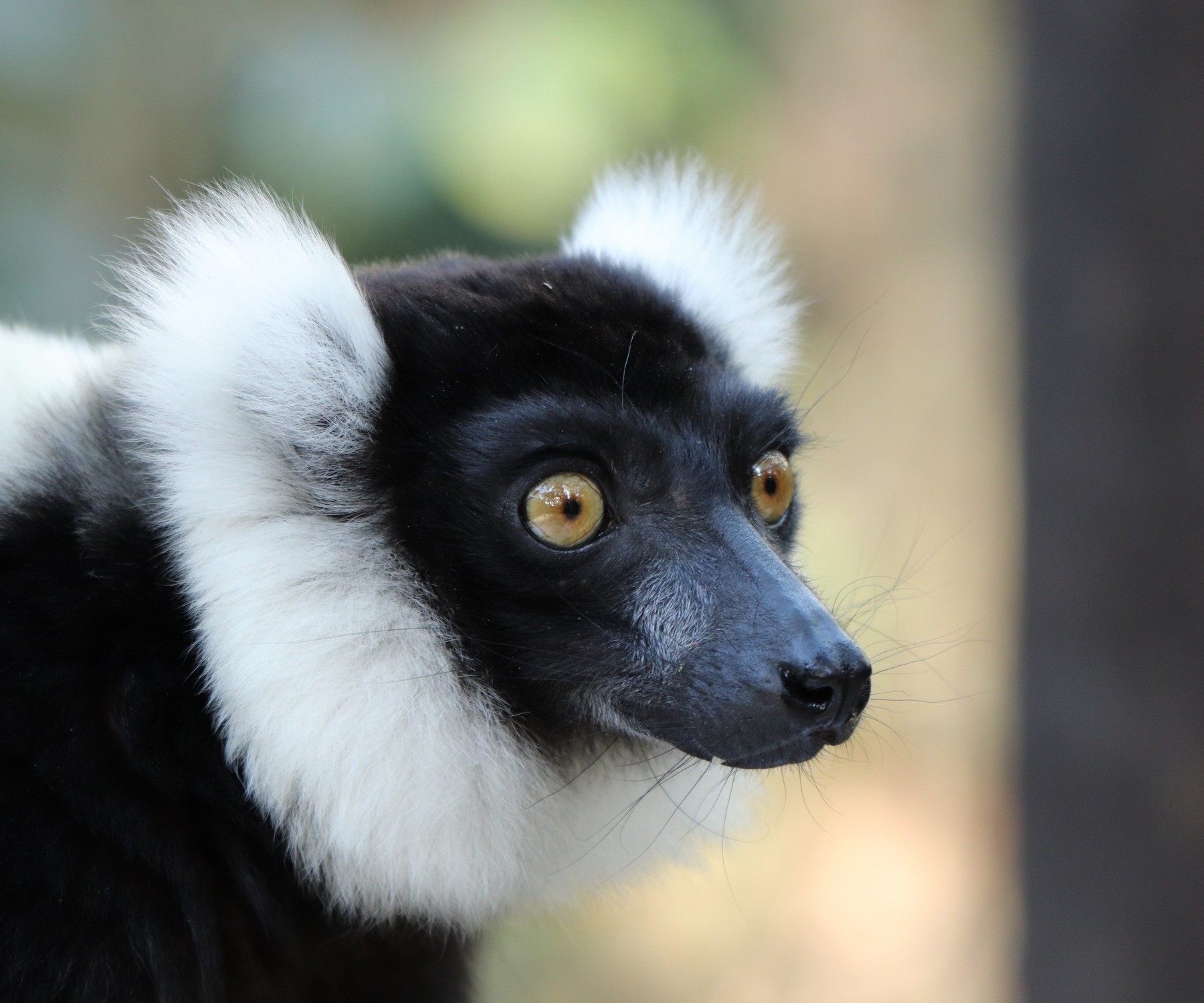 Мадагаскар: лемур Індрі